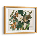 Pl 32 Cuco Black-Billed - John James Audubon | Cuadro decorativo de Canvas Lab