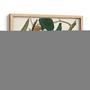 Pl 32 Cuco Black-Billed - John James Audubon | Cuadro decorativo de Canvas Lab