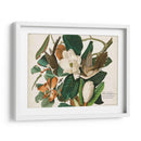 Pl 32 Cuco Black-Billed - John James Audubon | Cuadro decorativo de Canvas Lab