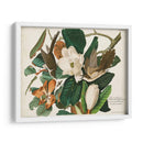 Pl 32 Cuco Black-Billed - John James Audubon | Cuadro decorativo de Canvas Lab