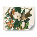 Pl 32 Cuco Black-Billed - John James Audubon | Cuadro decorativo de Canvas Lab