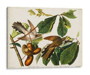 Pl 2 Cuco De Pico Amarillo - John James Audubon | Cuadro decorativo de Canvas Lab