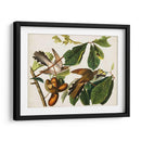 Pl 2 Cuco De Pico Amarillo - John James Audubon | Cuadro decorativo de Canvas Lab