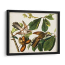 Pl 2 Cuco De Pico Amarillo - John James Audubon | Cuadro decorativo de Canvas Lab