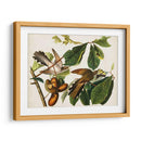 Pl 2 Cuco De Pico Amarillo - John James Audubon | Cuadro decorativo de Canvas Lab