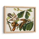 Pl 2 Cuco De Pico Amarillo - John James Audubon | Cuadro decorativo de Canvas Lab