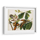 Pl 2 Cuco De Pico Amarillo - John James Audubon | Cuadro decorativo de Canvas Lab
