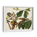 Pl 2 Cuco De Pico Amarillo - John James Audubon | Cuadro decorativo de Canvas Lab