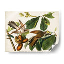 Pl 2 Cuco De Pico Amarillo - John James Audubon | Cuadro decorativo de Canvas Lab