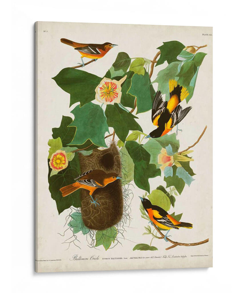 Pl 12 Baltimore Oriole - John James Audubon | Cuadro decorativo de Canvas Lab