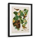Pl 12 Baltimore Oriole - John James Audubon | Cuadro decorativo de Canvas Lab