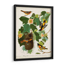 Pl 12 Baltimore Oriole - John James Audubon | Cuadro decorativo de Canvas Lab