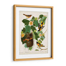 Pl 12 Baltimore Oriole - John James Audubon | Cuadro decorativo de Canvas Lab