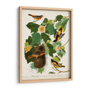 Pl 12 Baltimore Oriole - John James Audubon | Cuadro decorativo de Canvas Lab