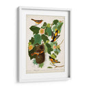 Pl 12 Baltimore Oriole - John James Audubon | Cuadro decorativo de Canvas Lab