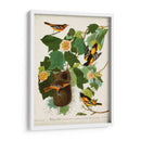 Pl 12 Baltimore Oriole - John James Audubon | Cuadro decorativo de Canvas Lab