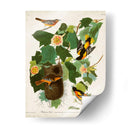 Pl 12 Baltimore Oriole - John James Audubon | Cuadro decorativo de Canvas Lab