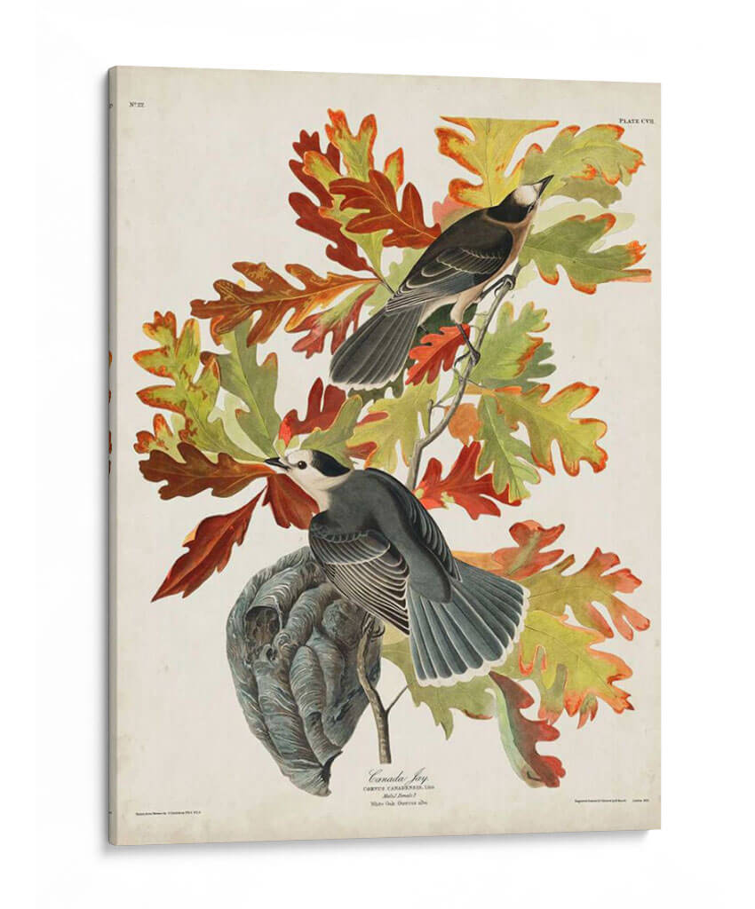 Pl 107 Canadá Jay - John James Audubon | Cuadro decorativo de Canvas Lab
