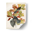 Pl 107 Canadá Jay - John James Audubon | Cuadro decorativo de Canvas Lab