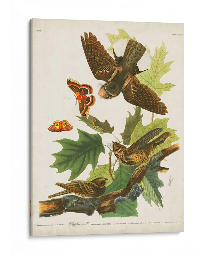 Pl 82 Whip-Poor Will - John James Audubon | Cuadro decorativo de Canvas Lab