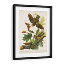 Pl 82 Whip-Poor Will - John James Audubon | Cuadro decorativo de Canvas Lab