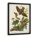 Pl 82 Whip-Poor Will - John James Audubon | Cuadro decorativo de Canvas Lab