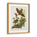 Pl 82 Whip-Poor Will - John James Audubon | Cuadro decorativo de Canvas Lab
