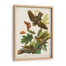 Pl 82 Whip-Poor Will - John James Audubon | Cuadro decorativo de Canvas Lab