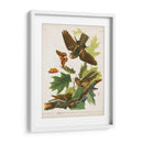 Pl 82 Whip-Poor Will - John James Audubon | Cuadro decorativo de Canvas Lab