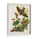 Pl 82 Whip-Poor Will - John James Audubon | Cuadro decorativo de Canvas Lab