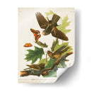 Pl 82 Whip-Poor Will - John James Audubon | Cuadro decorativo de Canvas Lab