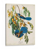 Pl 87 Floriday Jay - John James Audubon | Cuadro decorativo de Canvas Lab