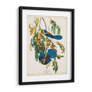 Pl 87 Floriday Jay - John James Audubon | Cuadro decorativo de Canvas Lab