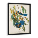 Pl 87 Floriday Jay - John James Audubon | Cuadro decorativo de Canvas Lab