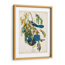 Pl 87 Floriday Jay - John James Audubon | Cuadro decorativo de Canvas Lab