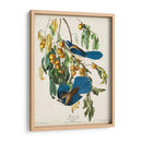 Pl 87 Floriday Jay - John James Audubon | Cuadro decorativo de Canvas Lab