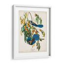 Pl 87 Floriday Jay - John James Audubon | Cuadro decorativo de Canvas Lab