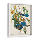 Pl 87 Floriday Jay - John James Audubon | Cuadro decorativo de Canvas Lab