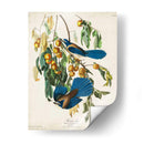 Pl 87 Floriday Jay - John James Audubon | Cuadro decorativo de Canvas Lab