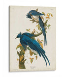 Pl 96 Columbia Jay - John James Audubon | Cuadro decorativo de Canvas Lab