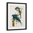 Pl 96 Columbia Jay - John James Audubon | Cuadro decorativo de Canvas Lab