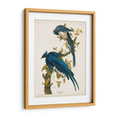 Pl 96 Columbia Jay - John James Audubon | Cuadro decorativo de Canvas Lab