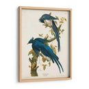 Pl 96 Columbia Jay - John James Audubon | Cuadro decorativo de Canvas Lab