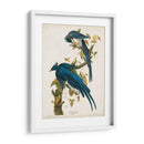 Pl 96 Columbia Jay - John James Audubon | Cuadro decorativo de Canvas Lab