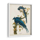 Pl 96 Columbia Jay - John James Audubon | Cuadro decorativo de Canvas Lab
