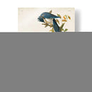 Pl 96 Columbia Jay - John James Audubon | Cuadro decorativo de Canvas Lab