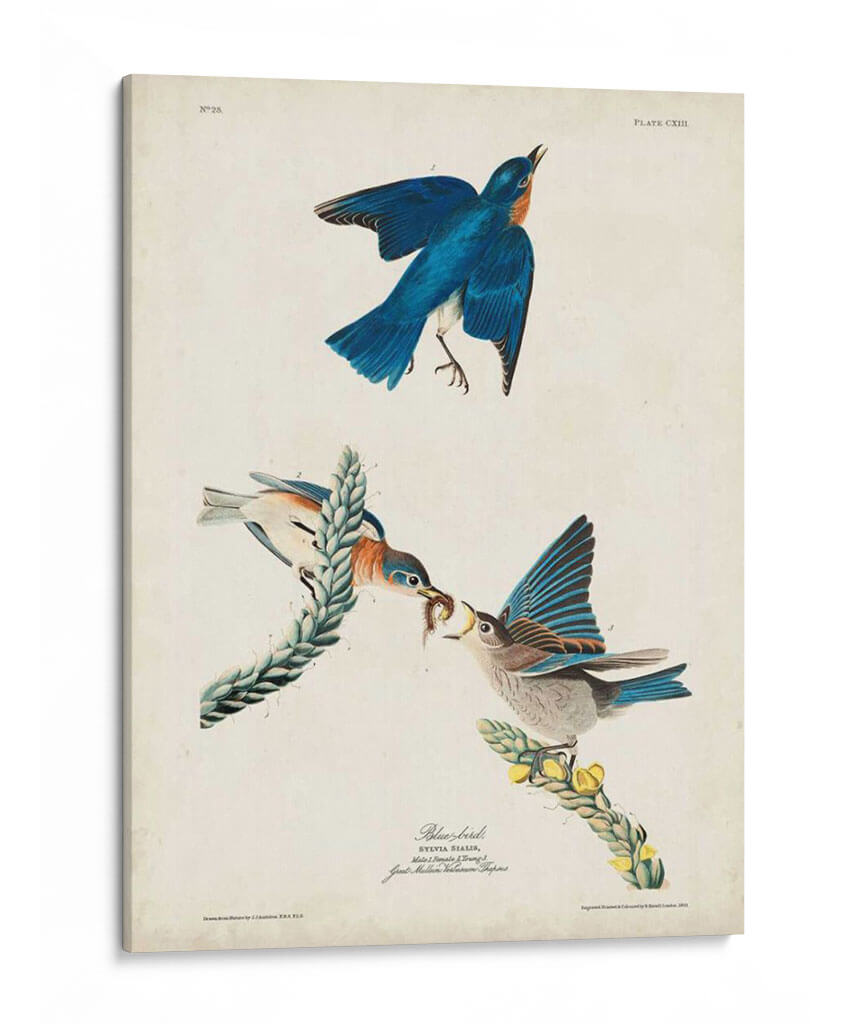 Pl 113 Pájaro Azul - John James Audubon | Cuadro decorativo de Canvas Lab