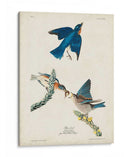 Pl 113 Pájaro Azul - John James Audubon | Cuadro decorativo de Canvas Lab