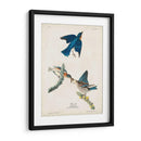 Pl 113 Pájaro Azul - John James Audubon | Cuadro decorativo de Canvas Lab