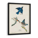 Pl 113 Pájaro Azul - John James Audubon | Cuadro decorativo de Canvas Lab